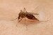 Btmh_mosquito_image_high-res_thumb